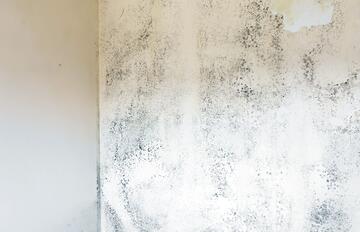 Schimmelbefall durch Wasserschaden